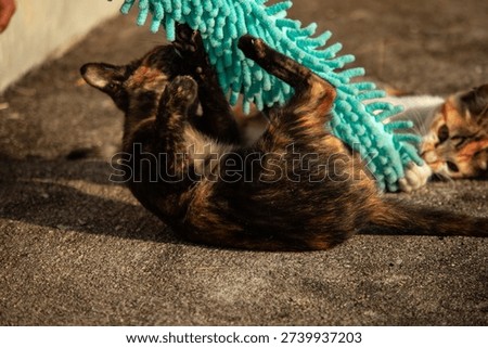 When kittens play with feather dusters or fluttering threads, their brains immediately signal them to pounce.