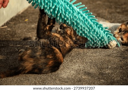 When kittens play with feather dusters or fluttering threads, their brains immediately signal them to pounce.