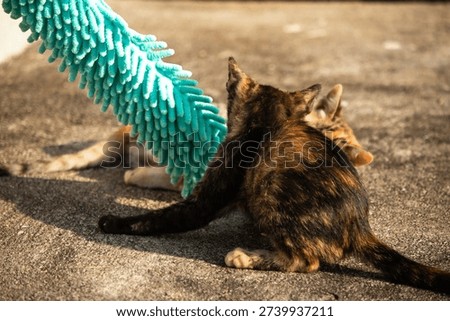 When kittens play with feather dusters or fluttering threads, their brains immediately signal them to pounce.