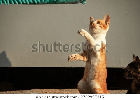 When kittens play with feather dusters or fluttering threads, their brains immediately signal them to pounce.