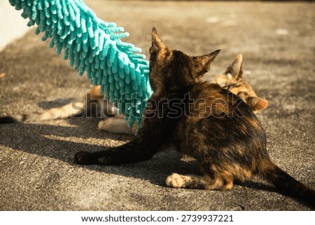 When kittens play with feather dusters or fluttering threads, their brains immediately signal them to pounce.