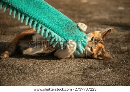 When kittens play with feather dusters or fluttering threads, their brains immediately signal them to pounce.