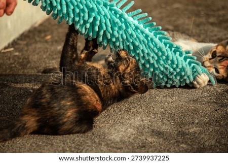 When kittens play with feather dusters or fluttering threads, their brains immediately signal them to pounce.