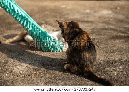 When kittens play with feather dusters or fluttering threads, their brains immediately signal them to pounce.