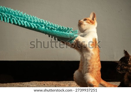 When kittens play with feather dusters or fluttering threads, their brains immediately signal them to pounce.