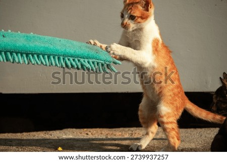 When kittens play with feather dusters or fluttering threads, their brains immediately signal them to pounce.