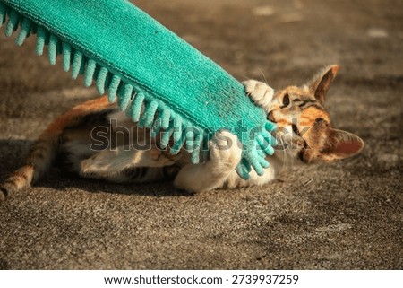 When kittens play with feather dusters or fluttering threads, their brains immediately signal them to pounce.