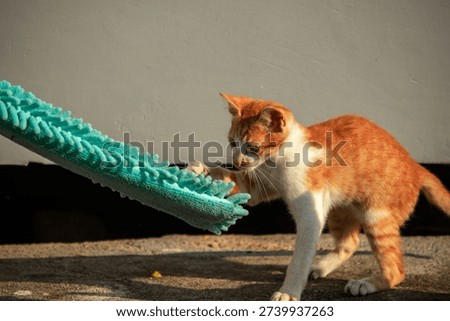 When kittens play with feather dusters or fluttering threads, their brains immediately signal them to pounce.