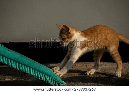 When kittens play with feather dusters or fluttering threads, their brains immediately signal them to pounce.