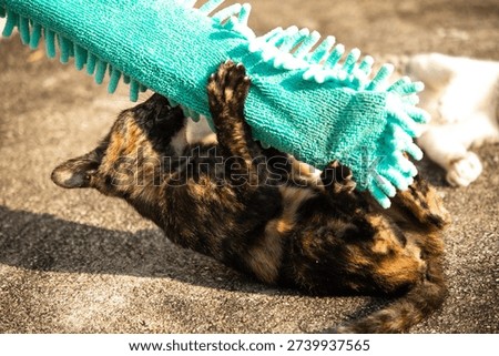 When kittens play with feather dusters or fluttering threads, their brains immediately signal them to pounce.