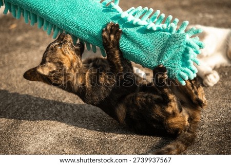 When kittens play with feather dusters or fluttering threads, their brains immediately signal them to pounce.