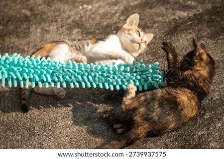 When kittens play with feather dusters or fluttering threads, their brains immediately signal them to pounce.