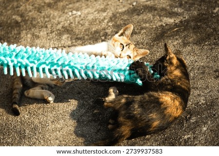 When kittens play with feather dusters or fluttering threads, their brains immediately signal them to pounce.