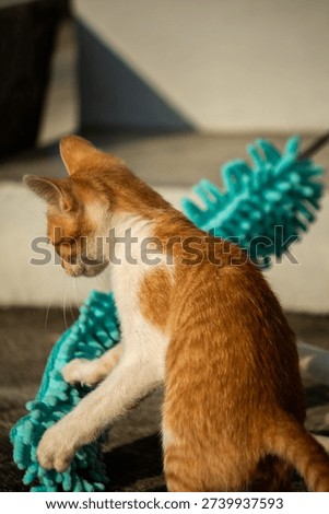 When kittens play with feather dusters or fluttering threads, their brains immediately signal them to pounce.