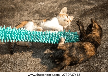 When kittens play with feather dusters or fluttering threads, their brains immediately signal them to pounce.