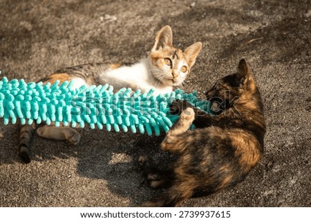 When kittens play with feather dusters or fluttering threads, their brains immediately signal them to pounce.
