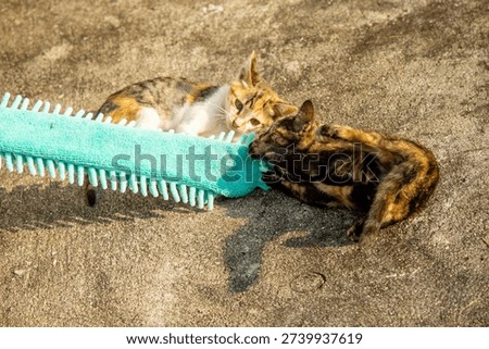 When kittens play with feather dusters or fluttering threads, their brains immediately signal them to pounce.