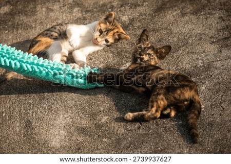When kittens play with feather dusters or fluttering threads, their brains immediately signal them to pounce.