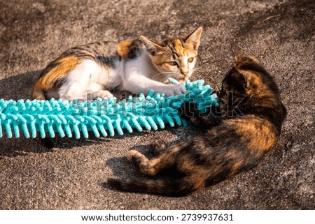 When kittens play with feather dusters or fluttering threads, their brains immediately signal them to pounce.