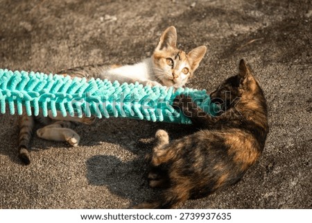 When kittens play with feather dusters or fluttering threads, their brains immediately signal them to pounce.