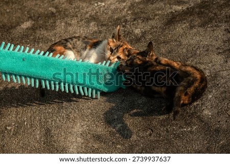 When kittens play with feather dusters or fluttering threads, their brains immediately signal them to pounce.