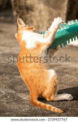 When kittens play with feather dusters or fluttering threads, their brains immediately signal them to pounce.