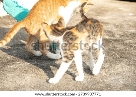 When kittens play with feather dusters or fluttering threads, their brains immediately signal them to pounce.