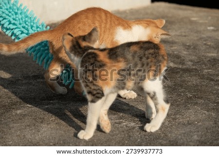 When kittens play with feather dusters or fluttering threads, their brains immediately signal them to pounce.