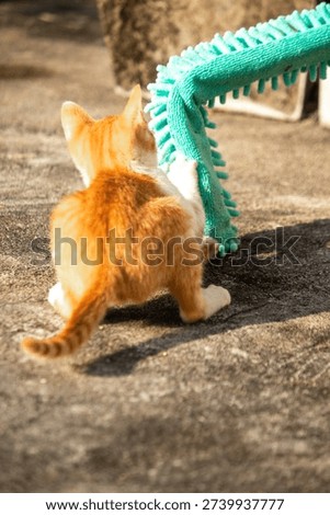 When kittens play with feather dusters or fluttering threads, their brains immediately signal them to pounce.