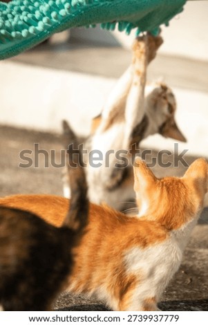 When kittens play with feather dusters or fluttering threads, their brains immediately signal them to pounce.