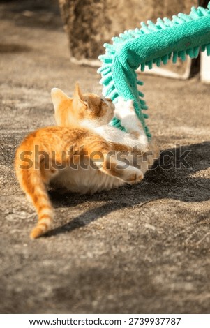When kittens play with feather dusters or fluttering threads, their brains immediately signal them to pounce.