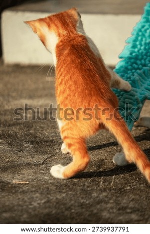 When kittens play with feather dusters or fluttering threads, their brains immediately signal them to pounce.
