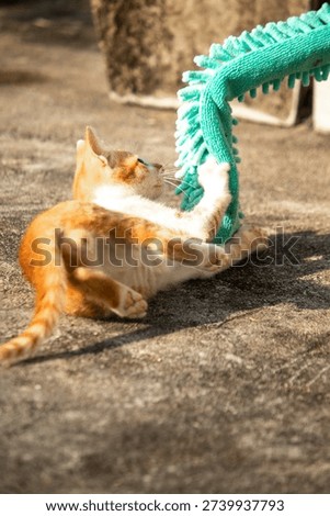 When kittens play with feather dusters or fluttering threads, their brains immediately signal them to pounce.