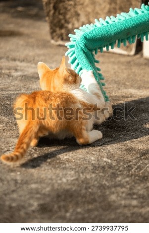 When kittens play with feather dusters or fluttering threads, their brains immediately signal them to pounce.