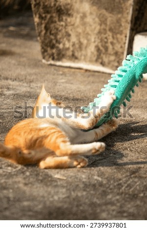 When kittens play with feather dusters or fluttering threads, their brains immediately signal them to pounce.