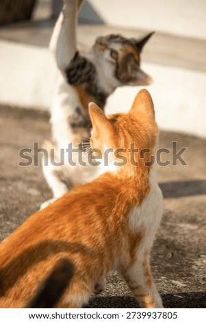 When kittens play with feather dusters or fluttering threads, their brains immediately signal them to pounce.