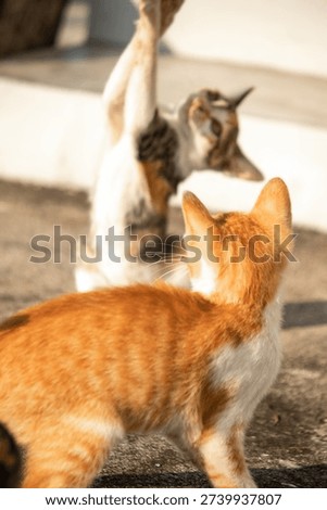 When kittens play with feather dusters or fluttering threads, their brains immediately signal them to pounce.