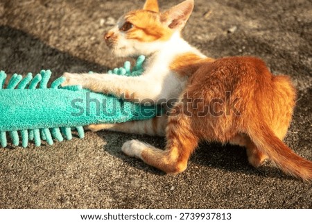 When kittens play with feather dusters or fluttering threads, their brains immediately signal them to pounce.