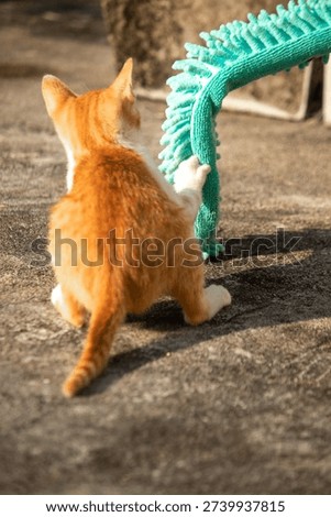 When kittens play with feather dusters or fluttering threads, their brains immediately signal them to pounce.