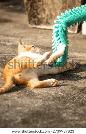 When kittens play with feather dusters or fluttering threads, their brains immediately signal them to pounce.