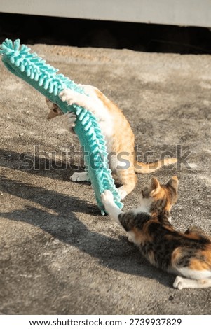 When kittens play with feather dusters or fluttering threads, their brains immediately signal them to pounce.