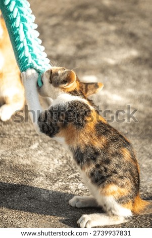 When kittens play with feather dusters or fluttering threads, their brains immediately signal them to pounce.