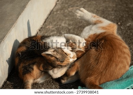 When kittens play with feather dusters or fluttering threads, their brains immediately signal them to pounce.
