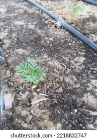 When I Was Last At The Community Garden, My Neighbour To The Right Walked By, Pointed To What I Thought Was Marigold, And Said, “that’s Ragweed. You Should Pull It.” To Ease The Pain, He Did confirm T