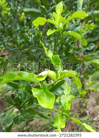 When The Lime Leaf Looking Beatiful