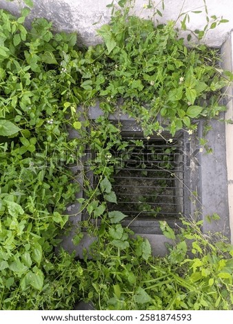 when man-made things are forgotten then nature will take over 