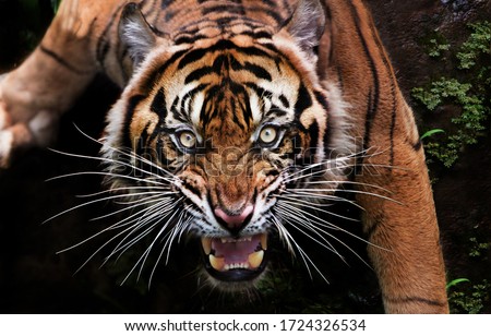 when the mood of the beautiful Sumatran tiger is bad