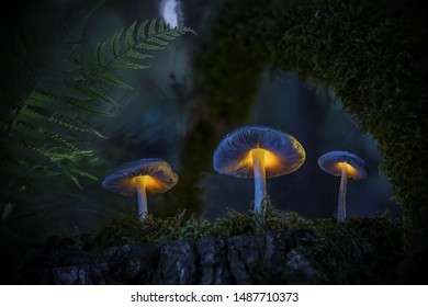 When the moon shines in the evening, a mysterious mushroom family comes to life in a magical forest.