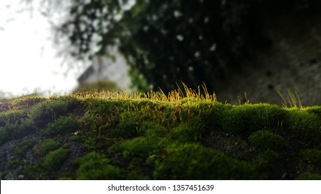 When the moss covers everything.
