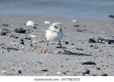 When you’re newborn like this Piping Plover chick, there are so many choices including which way to go on a Maine beach. - Powered by Shutterstock